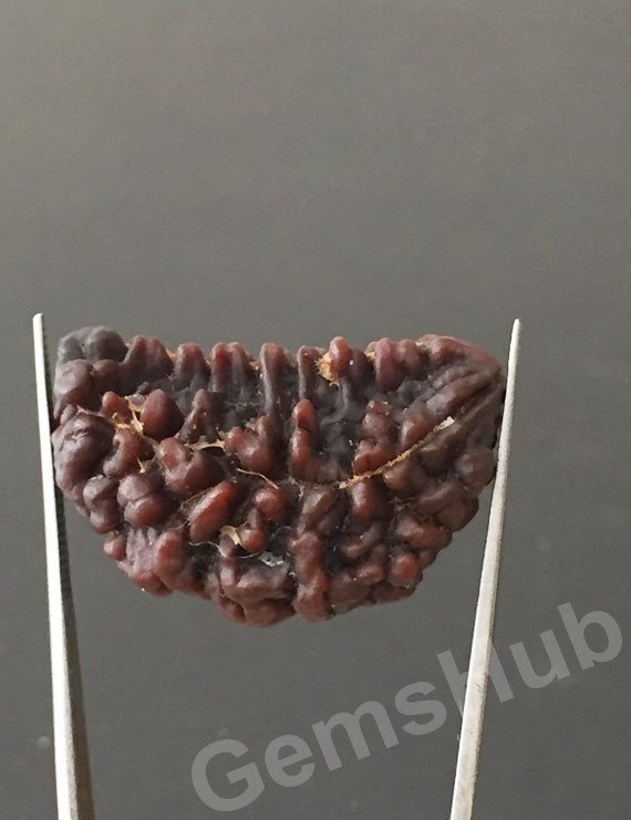 1 Face/Mukhi Certified Rudraksha Premium Quality